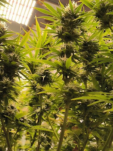 Growreport Bild 9