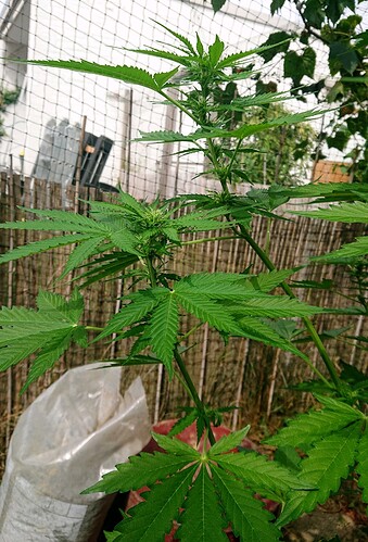 obscura1660941604965