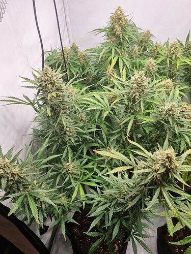 Growreport Bild 5