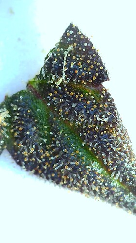 Growreport Bild 1