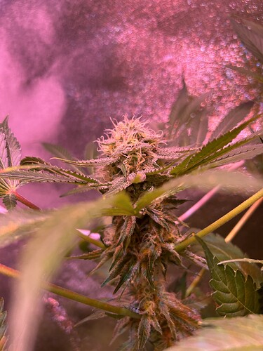 Growreport Bild 2