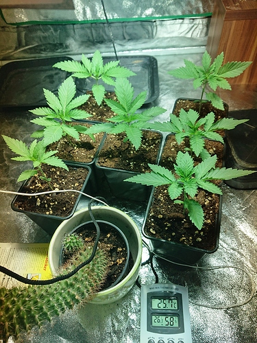 Growreport Bild 14