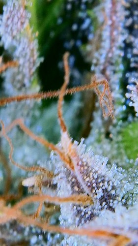 Growreport Bild 37