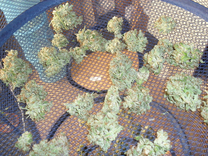 Growreport Bild 2