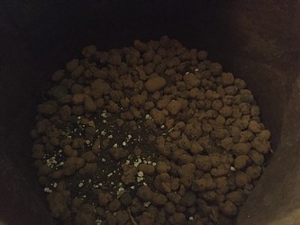 Growreport Bild 1