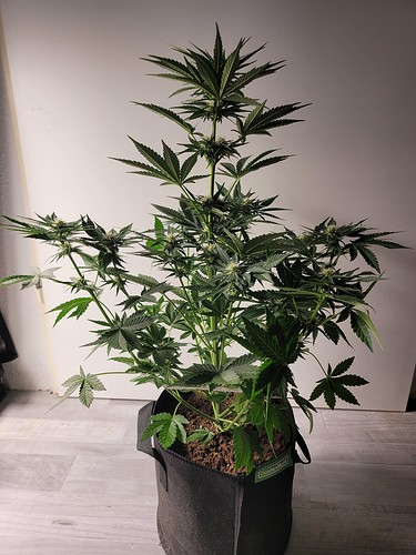 Growreport Bild 15