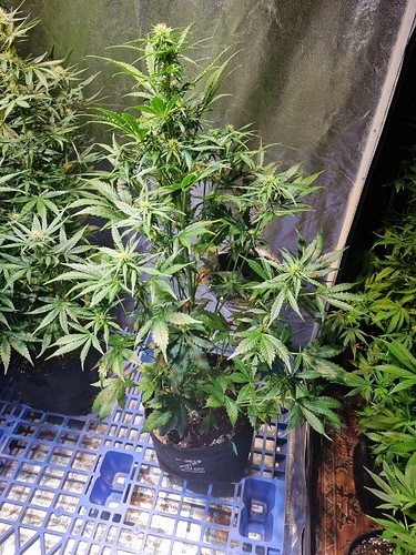 Growreport Bild 5
