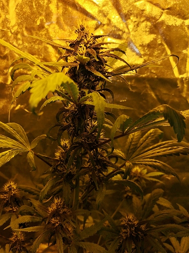 Growreport Bild 2