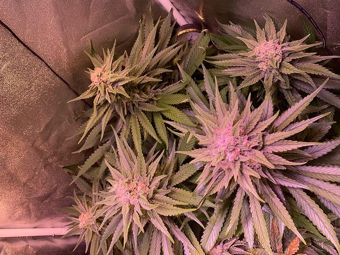 Growreport Bild 40