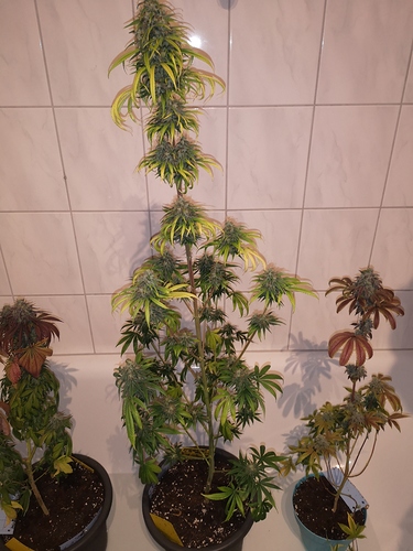 Growreport Bild 5