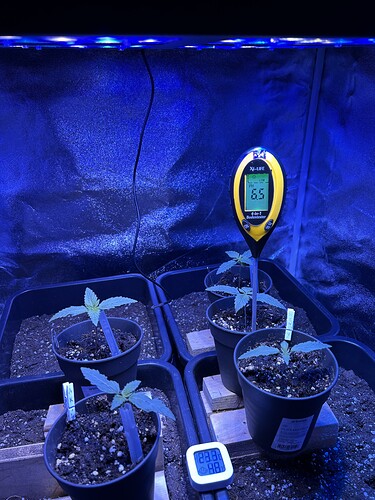 Growreport Bild 6