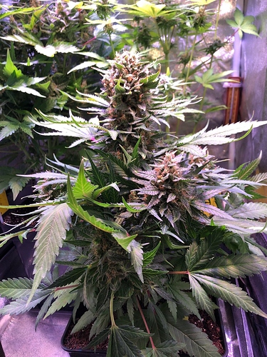 Growreport Bild 2