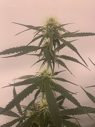 Growreport Bild 16