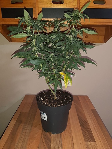 Growreport Bild 10