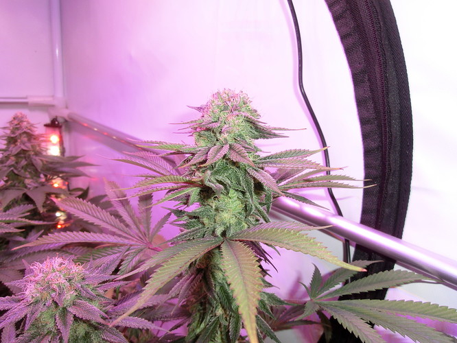 Growreport Bild 11