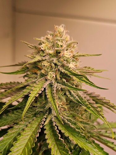 Growreport Bild 34