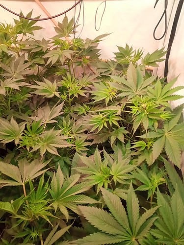 Growreport Bild 31