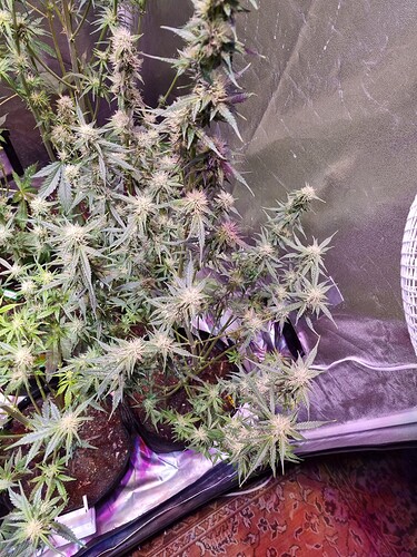 Growreport Bild 6