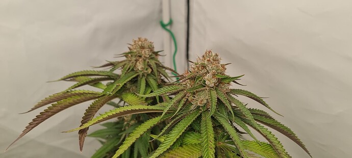 Growreport Bild 4