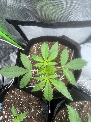 Growreport Bild 27
