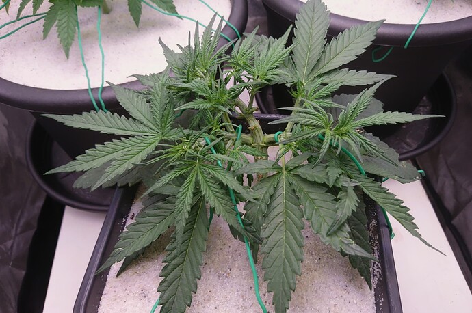 Growreport Bild 3