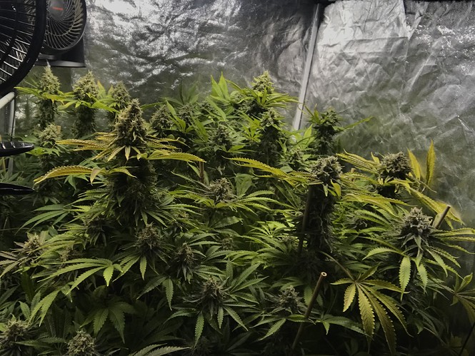 Growreport Bild 2