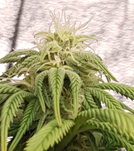 Growreport Bild 3