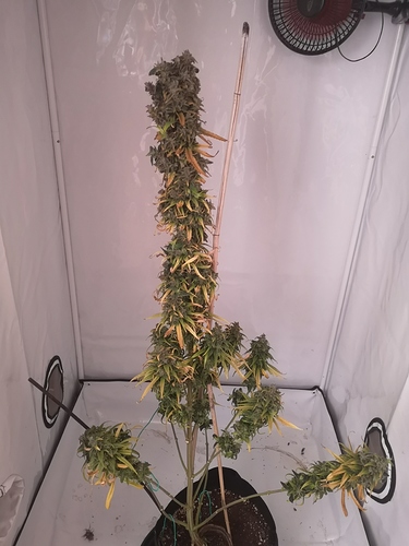 Growreport Bild 1