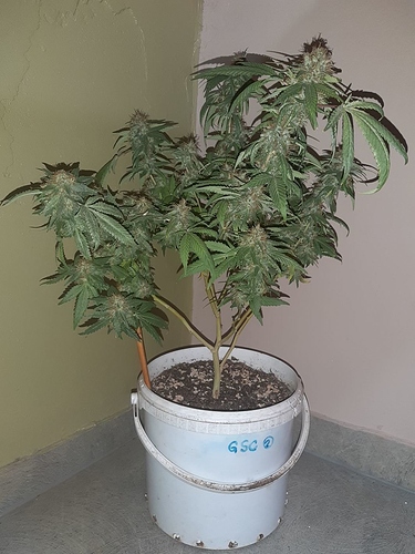 Growreport Bild 4