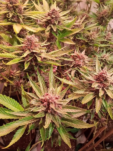Growreport Bild 23