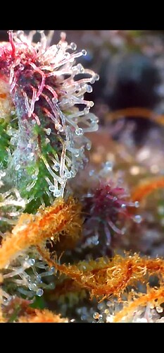 Growreport Bild 20