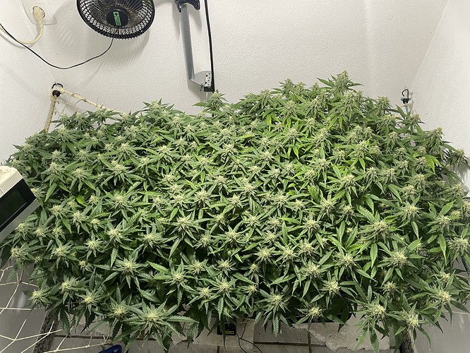 Growreport Bild 5