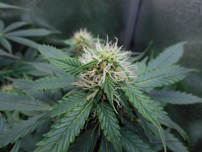 Growreport Bild 4