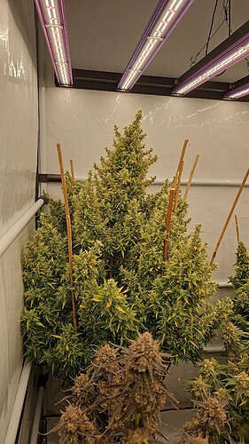 Growreport Bild 1