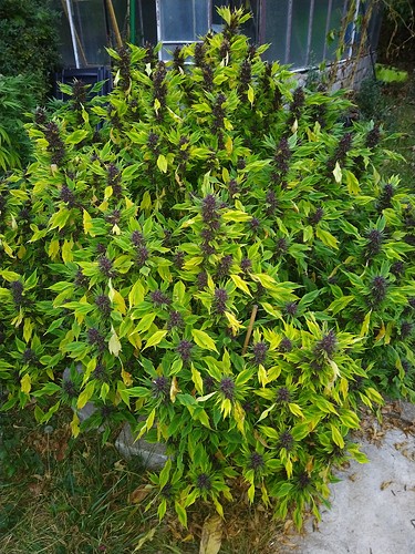Growreport Bild 1