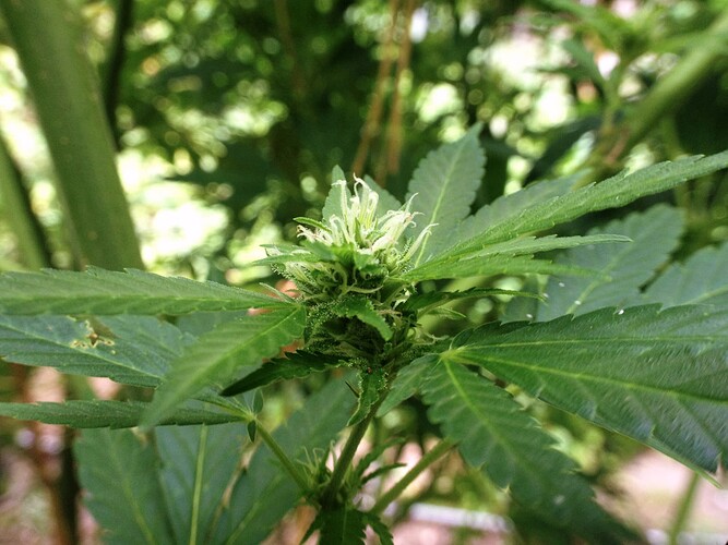 Growreport Bild 9