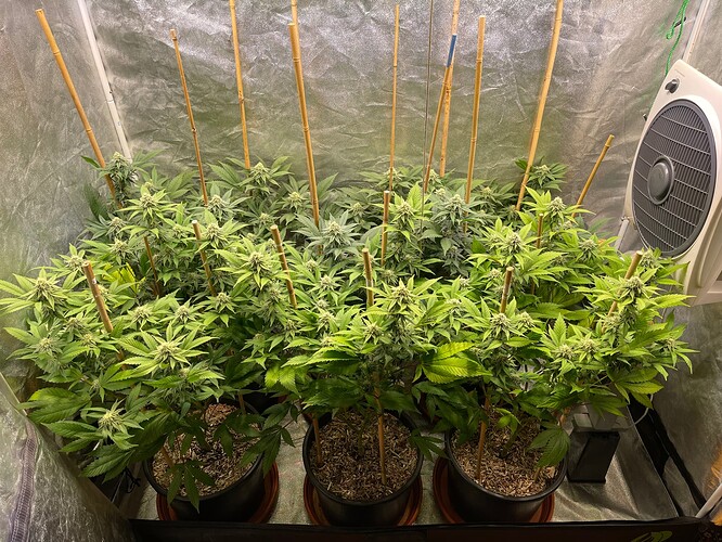 Growreport Bild 1