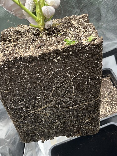 Growreport Bild 19