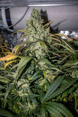 Growreport Bild 19