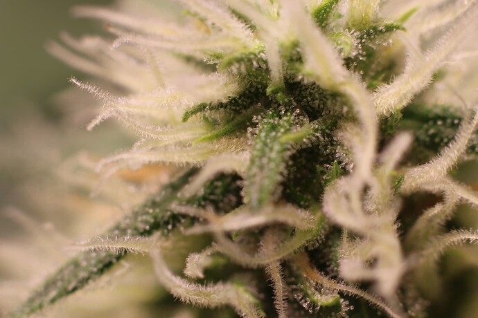 Growreport Bild 6