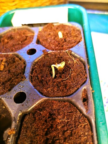 Growreport Bild 13