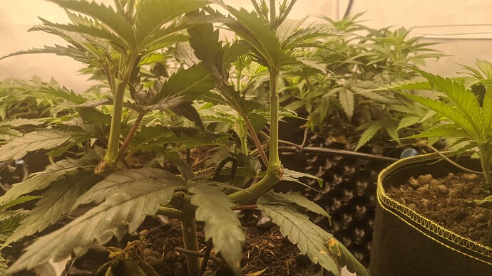 IMG_20231207_231105_409