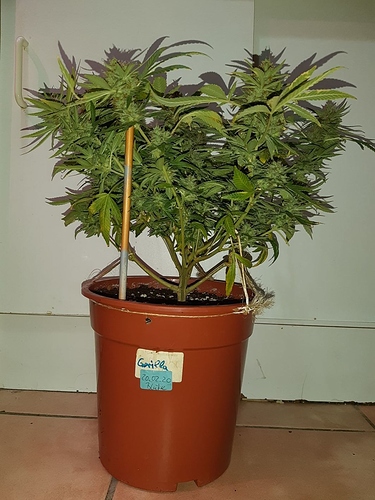 Growreport Bild 1
