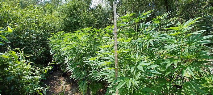 Growreport Bild 2