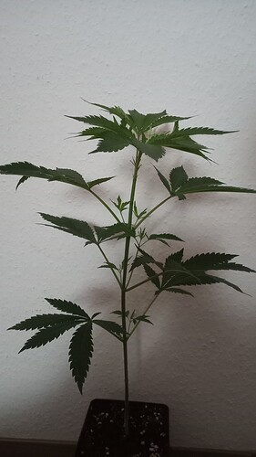 Growreport Bild 25