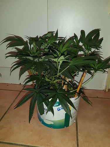 Growreport Bild 15