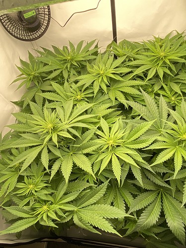 Growreport Bild 9
