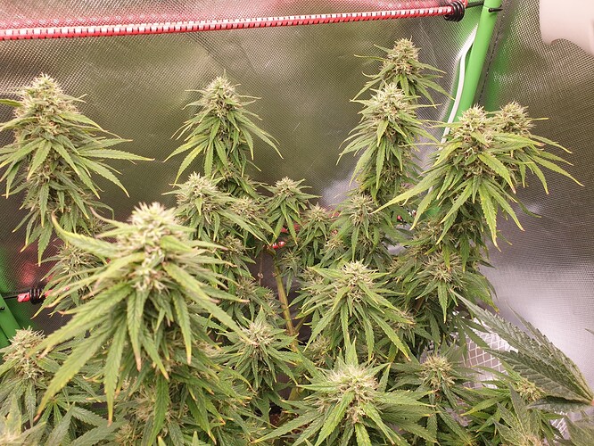 Growreport Bild 4