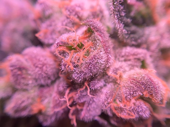 Growreport Bild 19