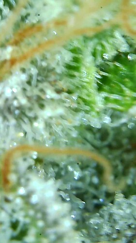 Growreport Bild 25